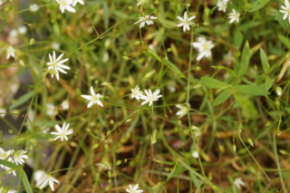 Stellaria gramineaGrasmuur bestellen